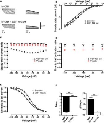 Gabapentin Modulates HCN4 Channel Voltage-Dependence